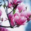 Beter omgaan met je hooggevoeligheid img_Magnolia_BOTANICA_ref~150.002687.00_mode~zoom