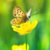 Veranderen Butterfly-on-yellow-flower-123RF-19789558_m-252x251px
