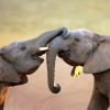 Communiceer met compassie (met jezelf en anderen) 14989800 - elephants touching each other gently greeting - addo elephant national park