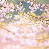 Intuïtie en creatief denken 47894834 - closeup of wild himalayan cherry vintage color