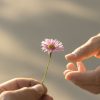 Wat maakt het leven kostbaar? 50429499 - hand gives a wild flower with love. romance, feelings