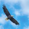 Hoogsensitief? Let op je grenzen, bescherm je talenten 91955929-american-bald-eagle-circling-in-the-air-1200x627px